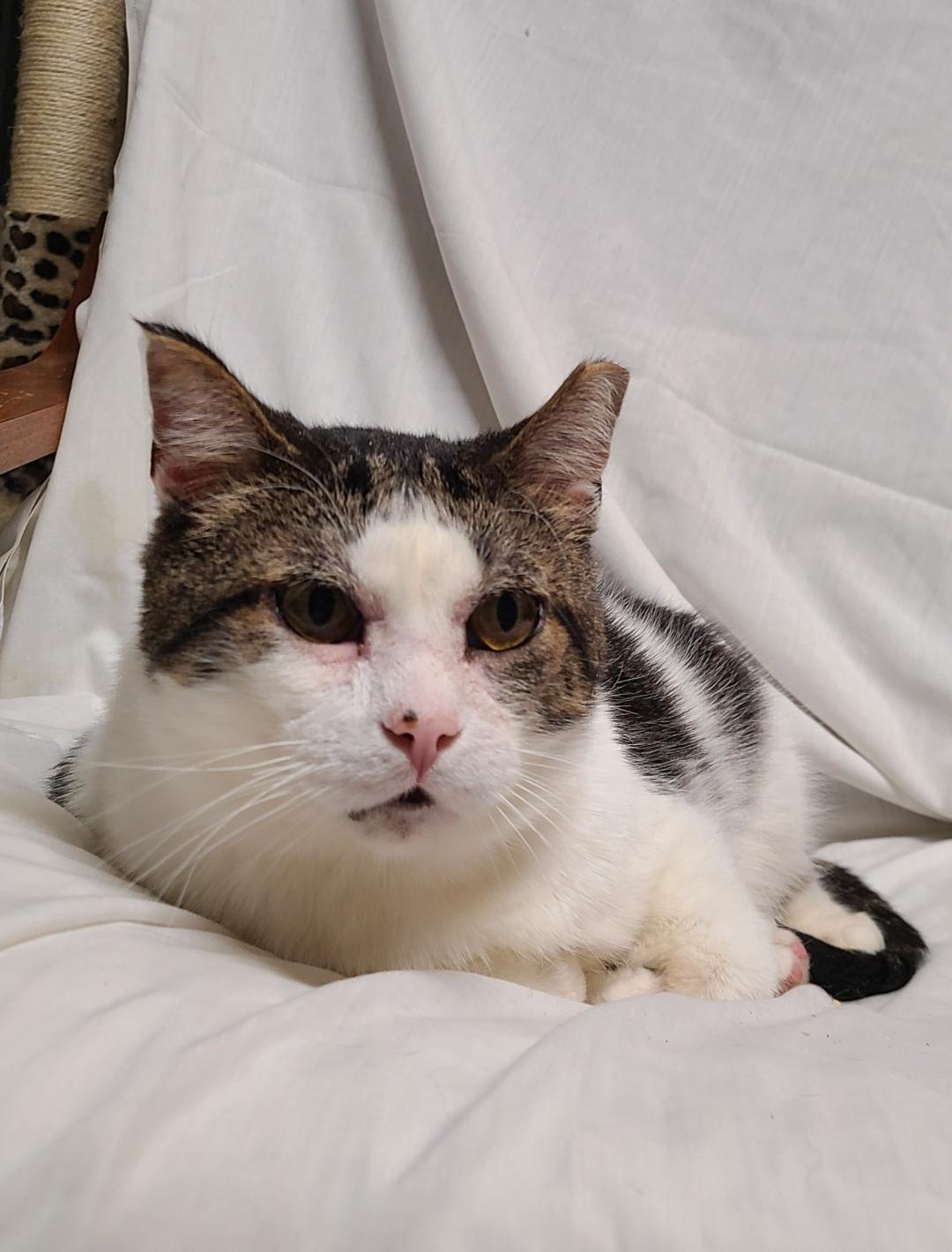 Enlarge ?BB/BIG BOY *A+ CONVERSATIONIST* <Senior w/ Allergies>, a Adoptable Domestic Short Hair in Barron, WI image 2/5