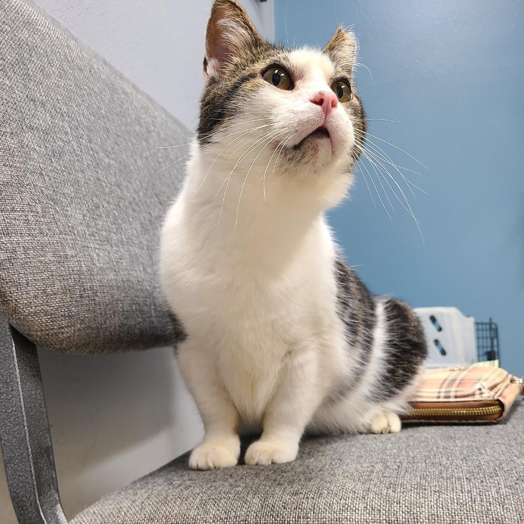 ?BB/BIG BOY *A+ CONVERSATIONIST* <Senior w/ Allergies>, Adoptable, Senior Male Domestic Short Hair.