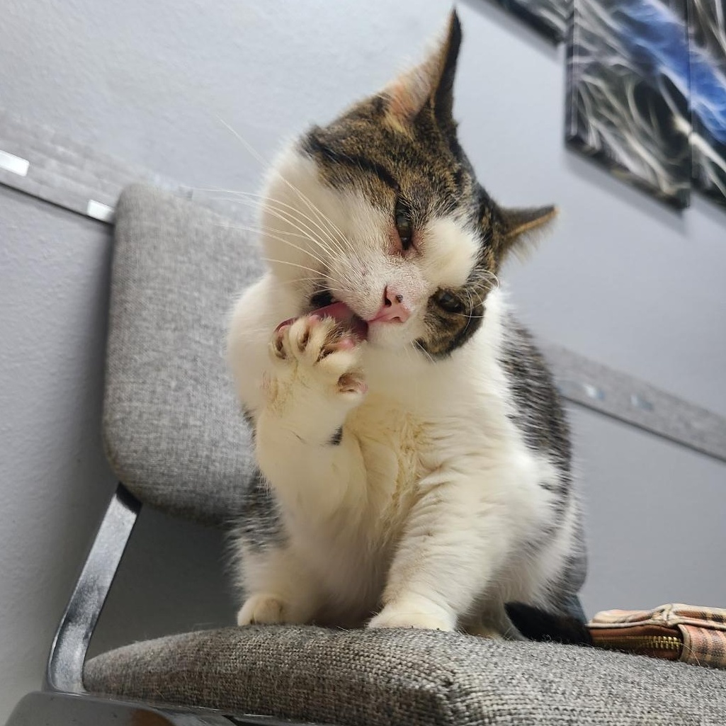 Enlarge ?BB/BIG BOY *A+ CONVERSATIONIST* <Senior w/ Allergies>, a Adoptable Domestic Short Hair in Barron, WI image 5/5