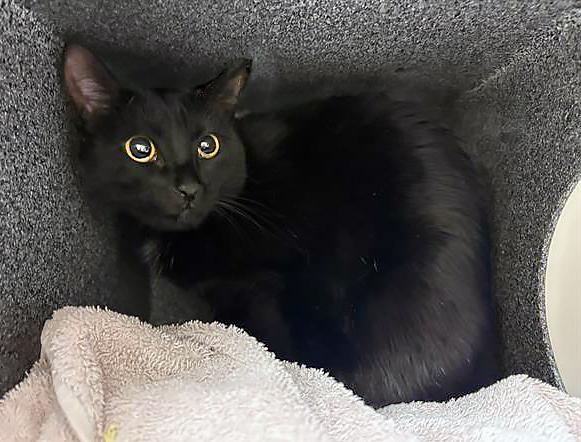 Enlarge Page, an adopted Domestic Short Hair in Nashville, TN image 1/1