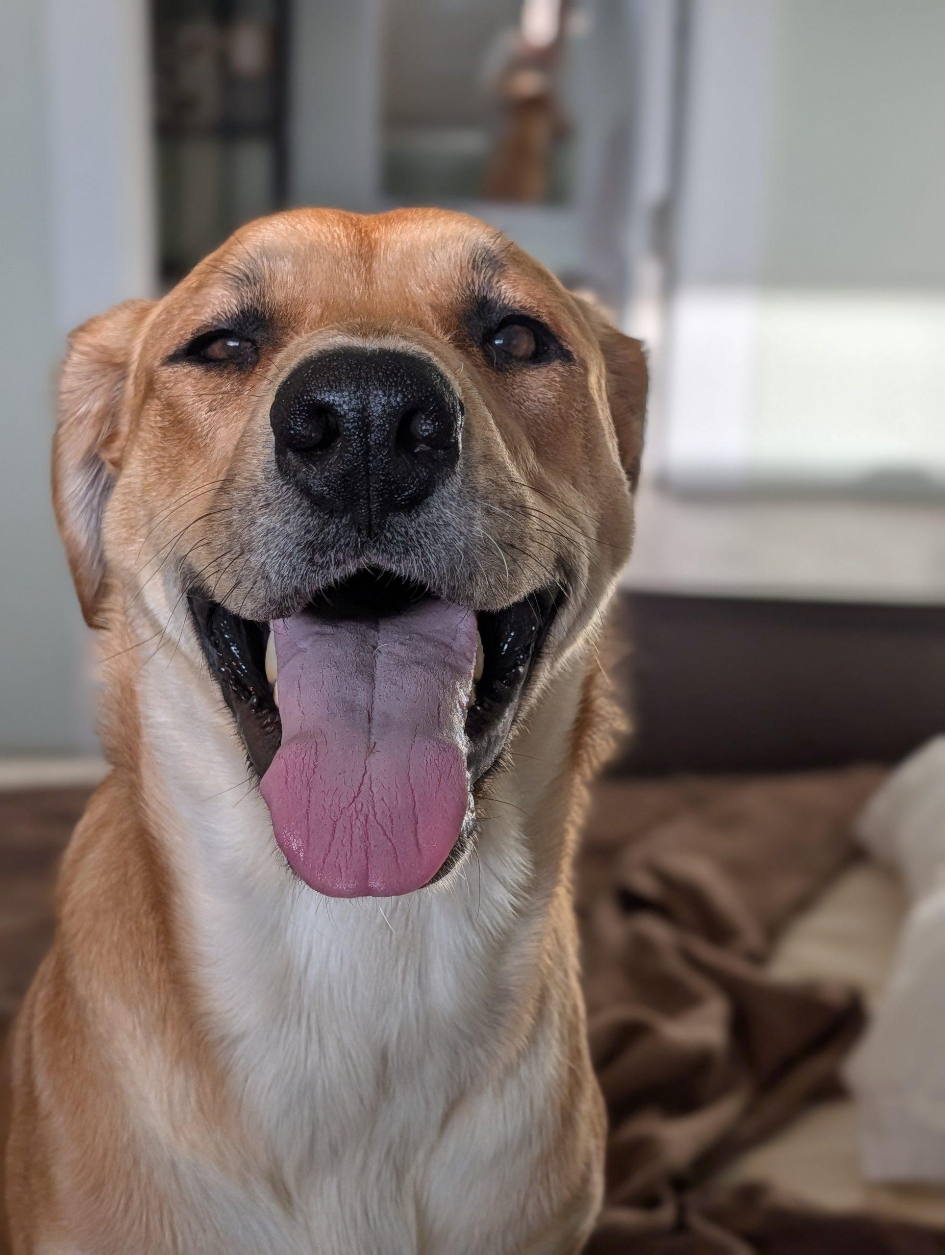 Reina, Adoptable, Young Female Yellow Labrador Retriever & Mixed Breed.