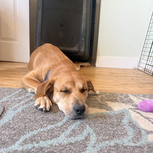 Reina, Adoptable, Young Female Yellow Labrador Retriever & Mixed Breed.