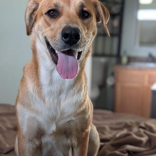 Enlarge Reina, a Adoptable mixed breed in Grand Junction, CO image 3/6