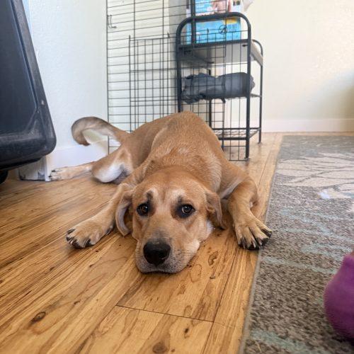 Enlarge Reina, a Adoptable mixed breed in Grand Junction, CO image 4/6