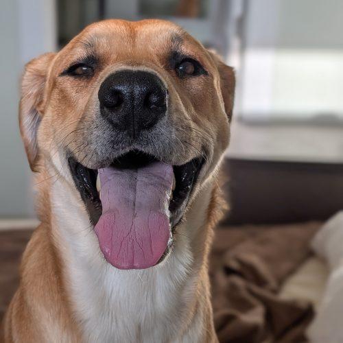 Enlarge Reina, a Adoptable mixed breed in Grand Junction, CO image 5/6
