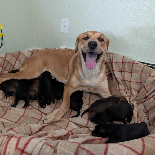 Enlarge Reina, a Adoptable mixed breed in Grand Junction, CO image 6/6