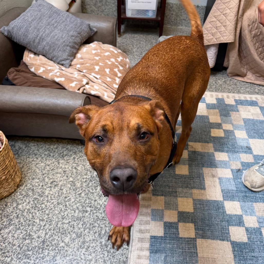 Roker, Adoptable, Adult Male Boxer & Mixed Breed.