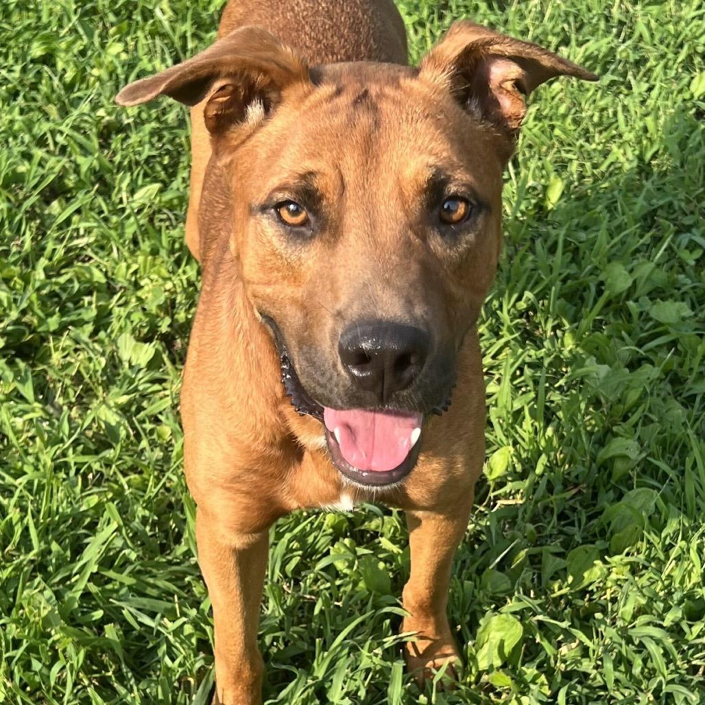Enlarge Roker, a Adoptable mixed breed in Falls Church, VA image 2/6