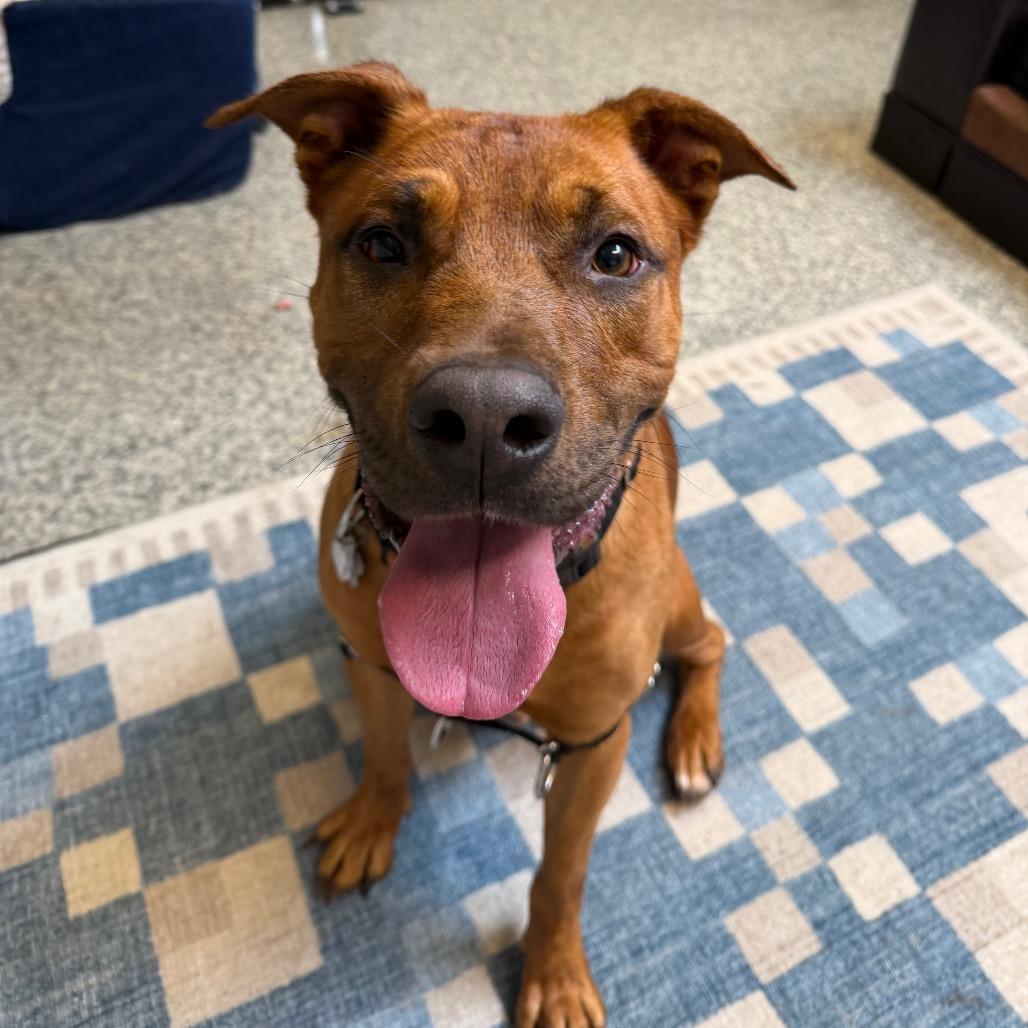 Enlarge Roker, a Adoptable mixed breed in Falls Church, VA image 3/6