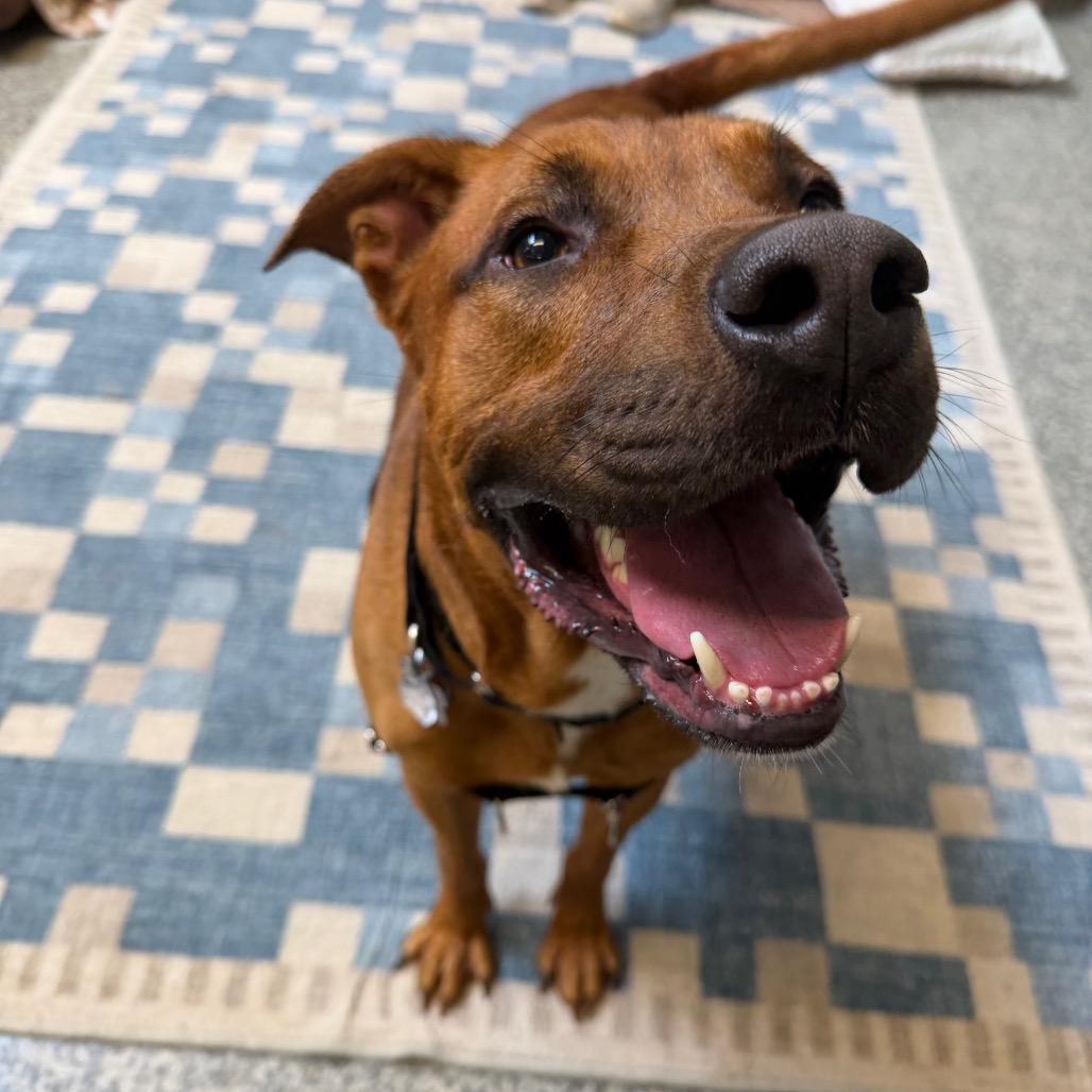 Enlarge Roker, a Adoptable mixed breed in Falls Church, VA image 4/6