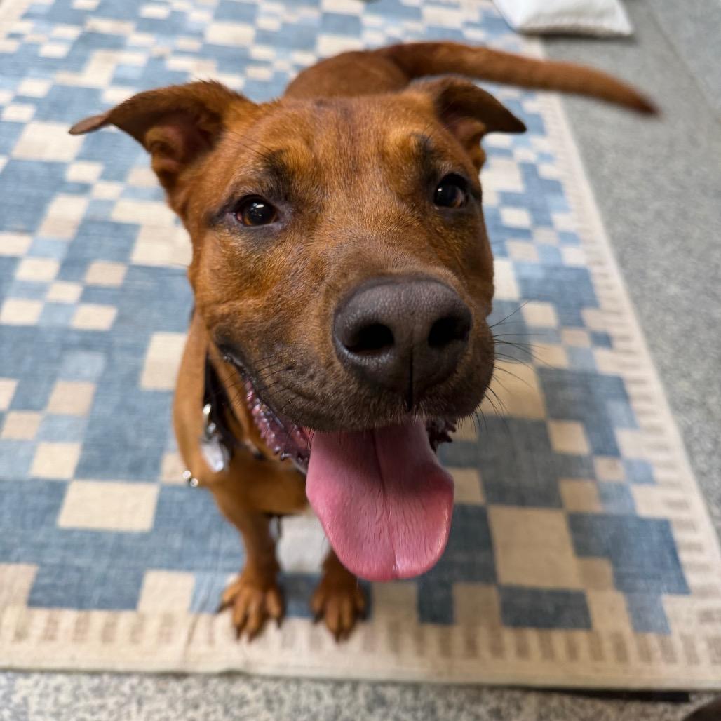 Enlarge Roker, a Adoptable mixed breed in Falls Church, VA image 5/6