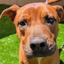 Enlarge Roker, a Adoptable mixed breed in Falls Church, VA image 6/6