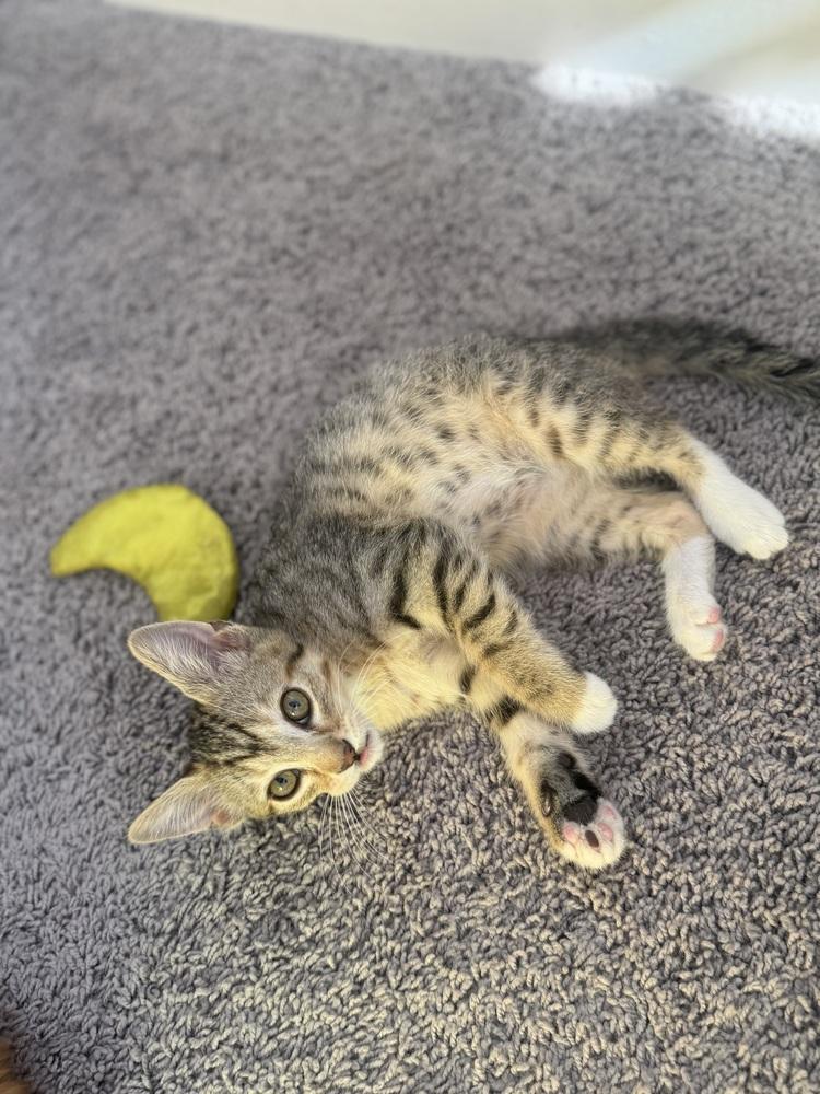 Murphy, Adoptable, Kitten Male Domestic Short Hair.