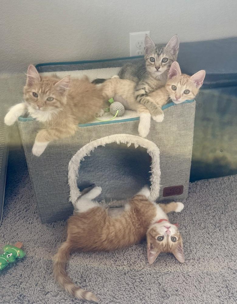 Enlarge Murphy, a Adoptable mixed breed in Lafayette, CO image 2/6