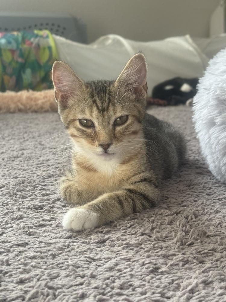 Enlarge Murphy, a Adoptable mixed breed in Lafayette, CO image 3/6