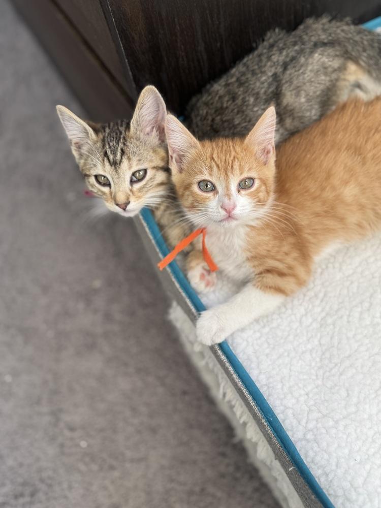 Enlarge Murphy, a Adoptable mixed breed in Lafayette, CO image 4/6