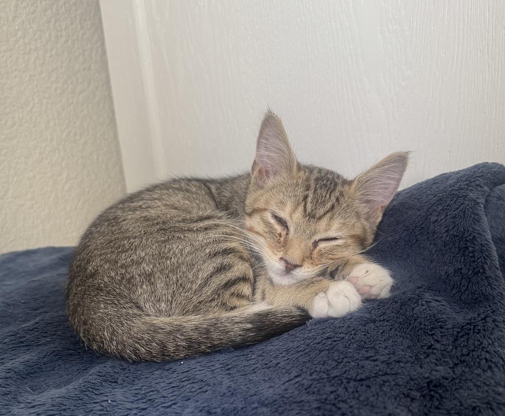 Enlarge Murphy, a Adoptable mixed breed in Lafayette, CO image 6/6