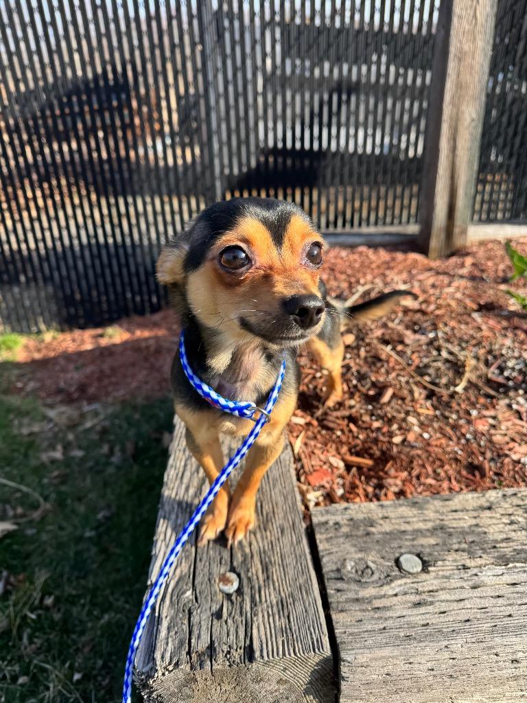 Enlarge Orion, a Adopted Chihuahua in Canton, MA image 1/1