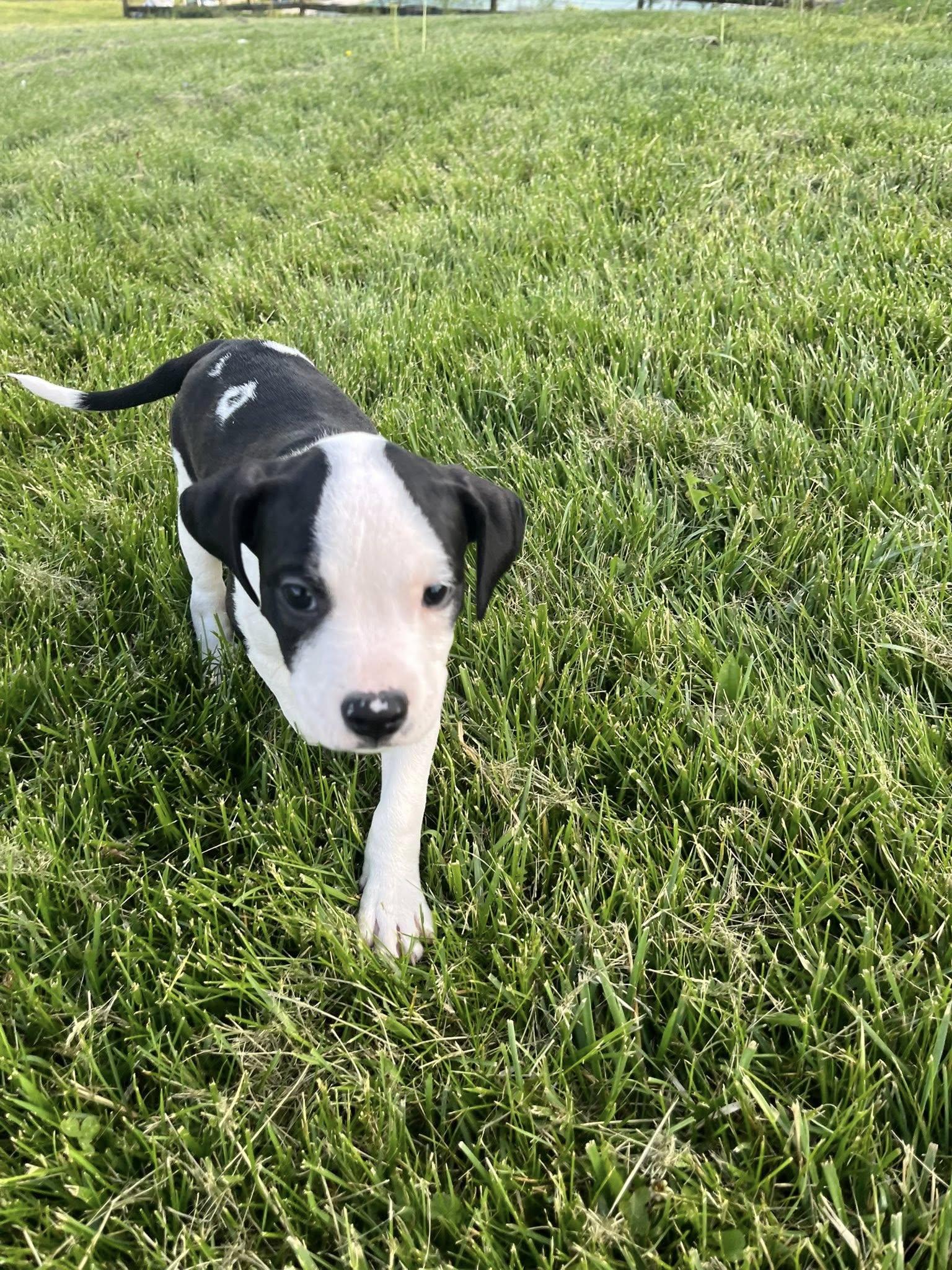 Enlarge Pocket, an adopted mixed breed in Jarrettsville, MD image 2/6