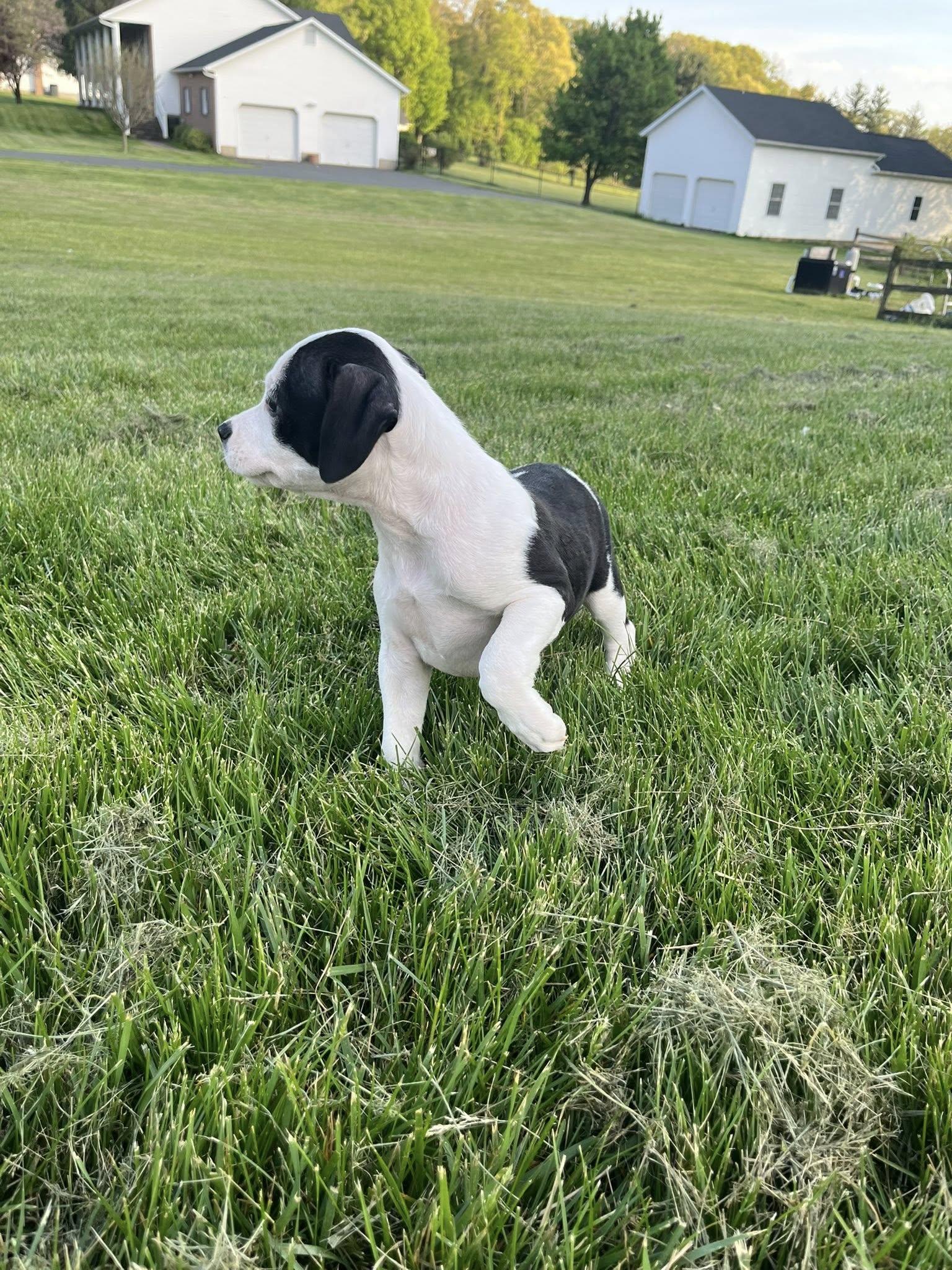 Enlarge Pocket, an adopted mixed breed in Jarrettsville, MD image 4/6