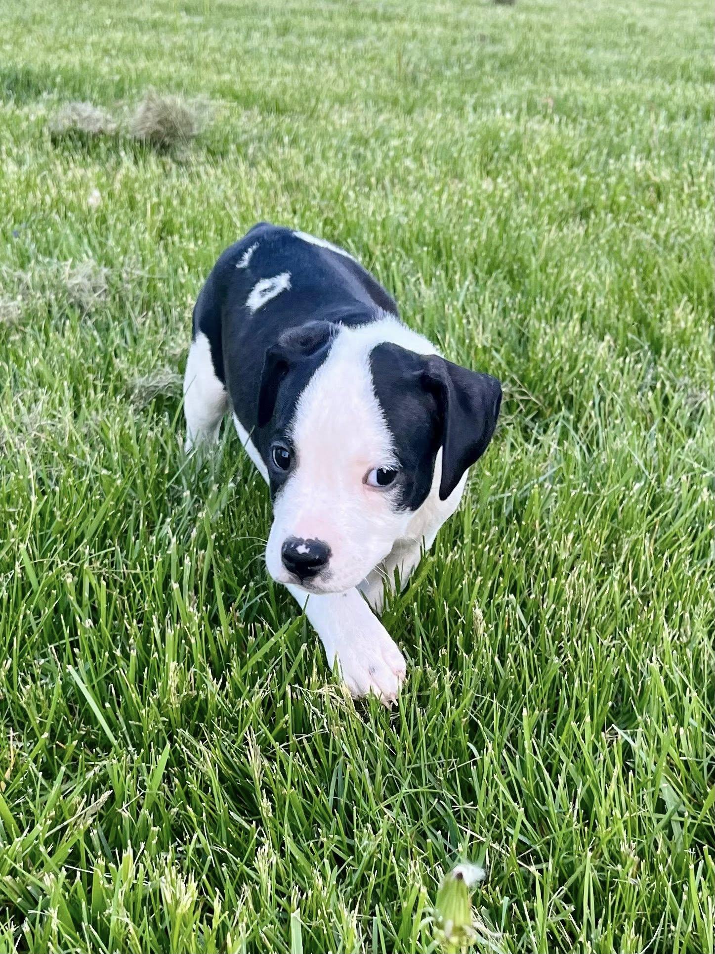 Enlarge Pocket, an adopted mixed breed in Jarrettsville, MD image 3/6