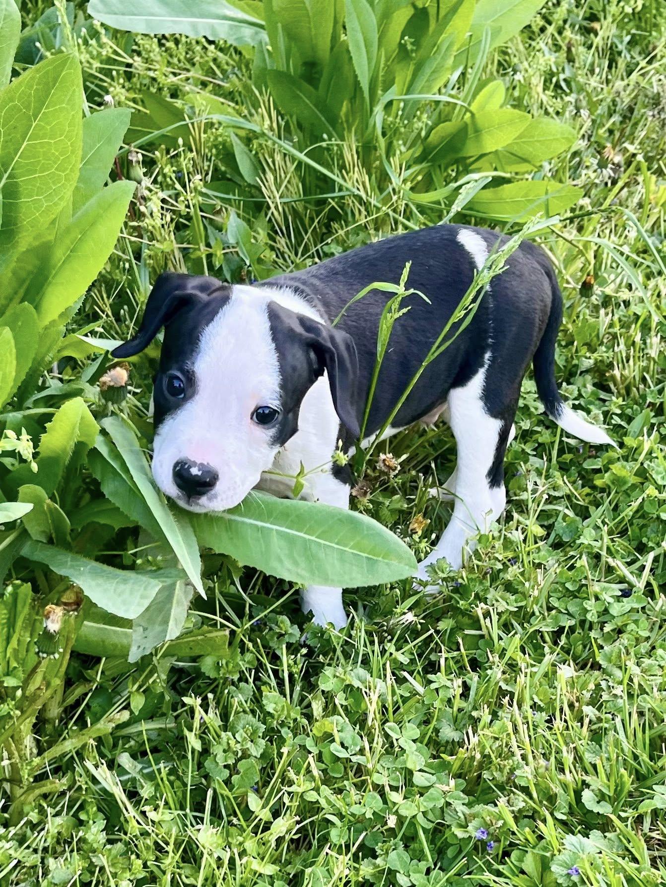 Pocket, adopted, Puppy Male Pit Bull Terrier.
