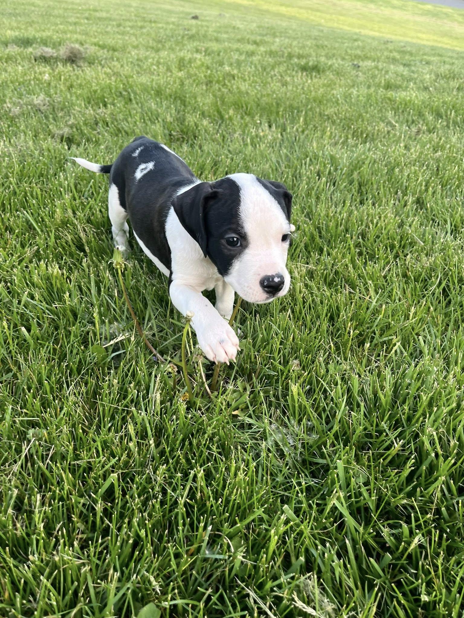 Enlarge Pocket, an adopted mixed breed in Jarrettsville, MD image 6/6