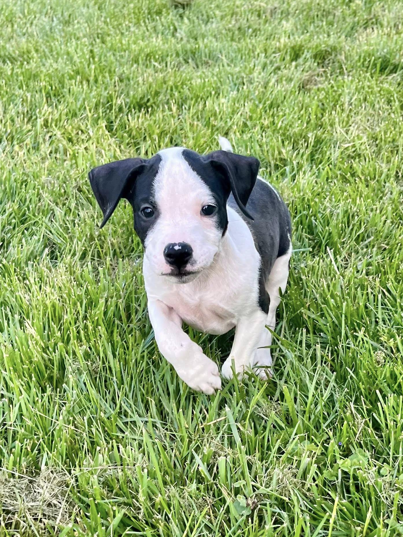 Enlarge Pocket, an adopted mixed breed in Jarrettsville, MD image 5/6
