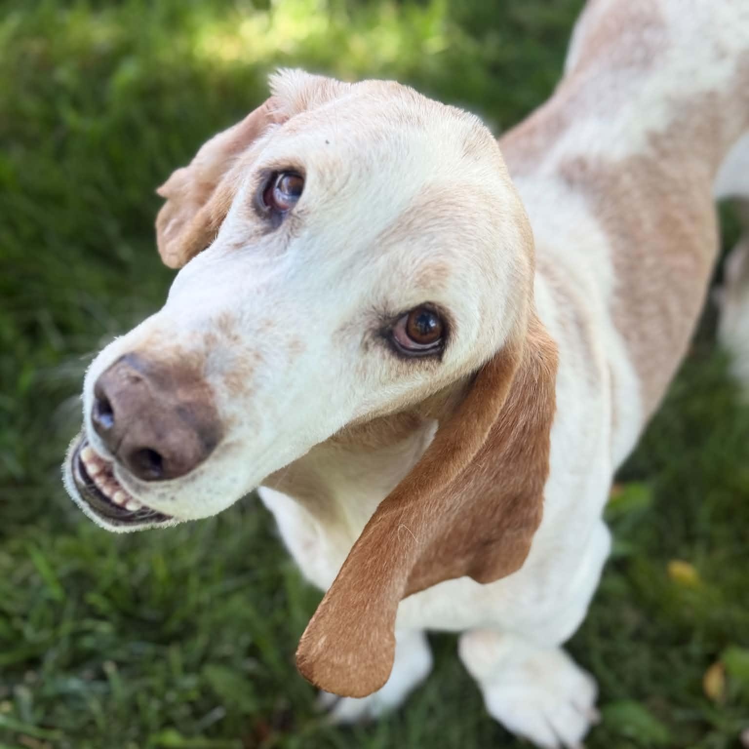 Enlarge Ted, a Adoptable mixed breed in Mead, CO image 2/4