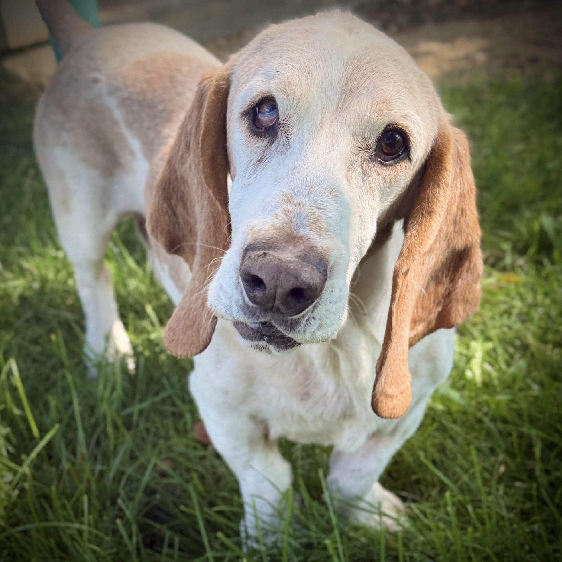 Enlarge Ted, a Adoptable mixed breed in Mead, CO image 1/4