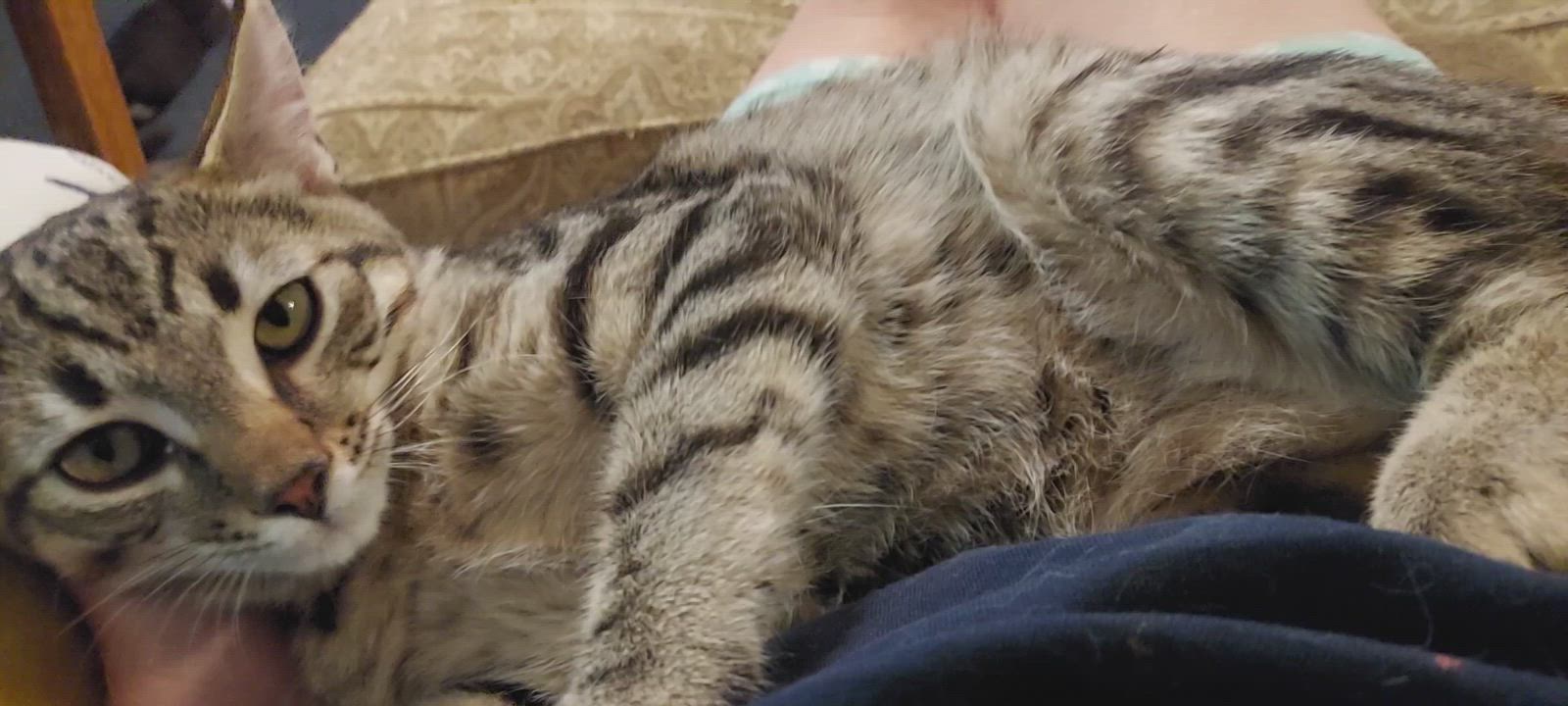 Enlarge Bahama , a Adopted Tabby in Parma, OH video 5/9