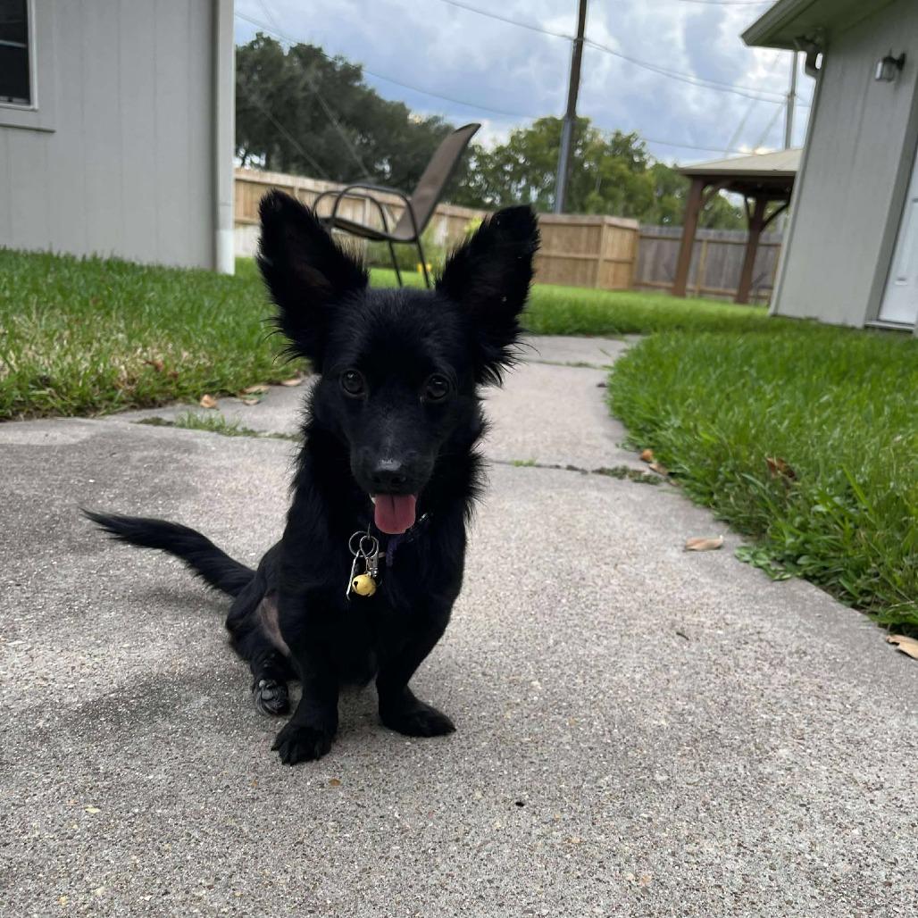 Heath, a Adoptable mixed breed in Houston, TX image 1/6