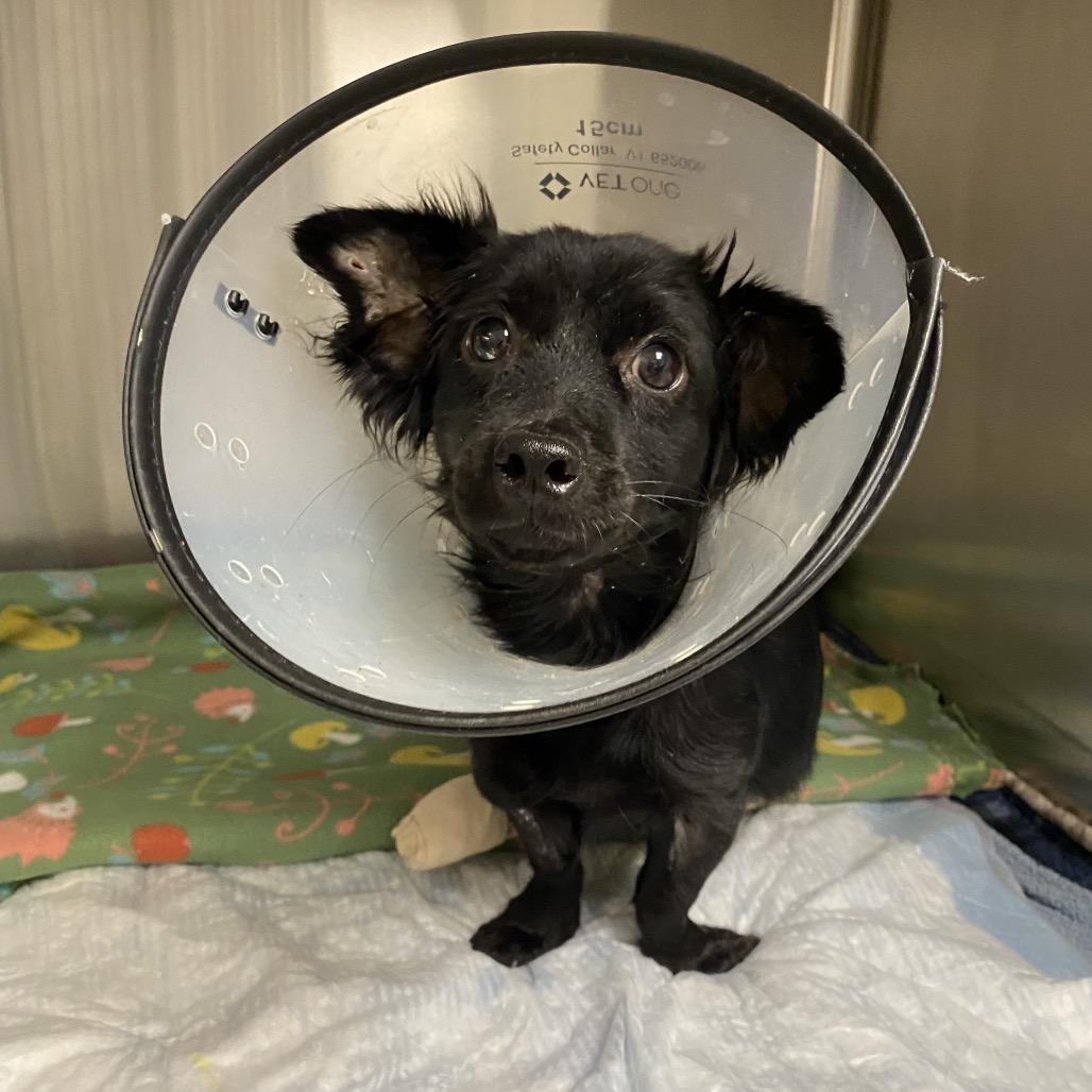 Heath, a Adoptable mixed breed in Houston, TX image 2/6