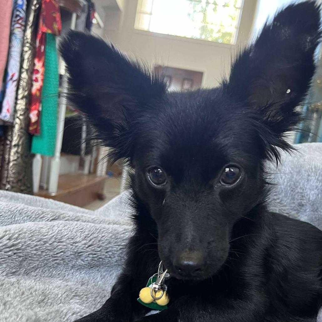 Heath, a Adoptable mixed breed in Houston, TX image 3/6