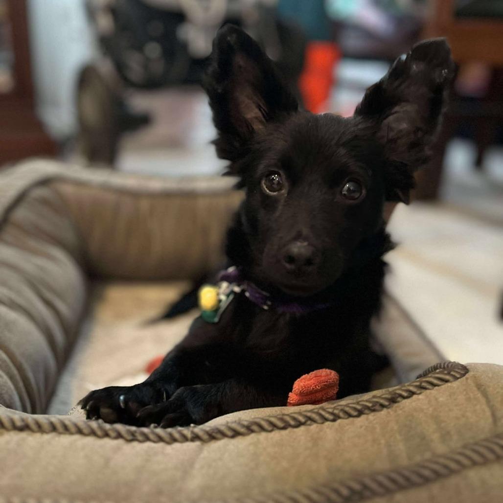 Heath, a Adoptable mixed breed in Houston, TX image 4/6