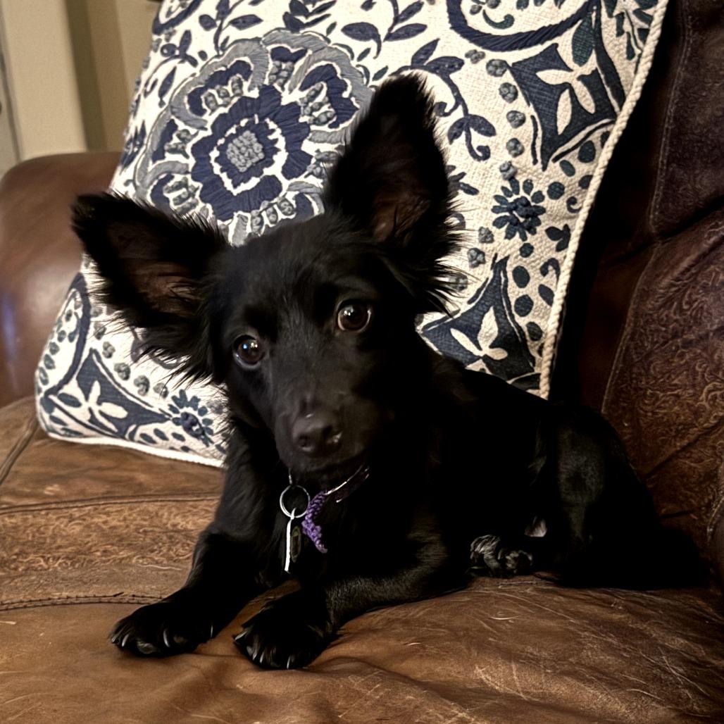 Heath, a Adoptable mixed breed in Houston, TX image 5/6