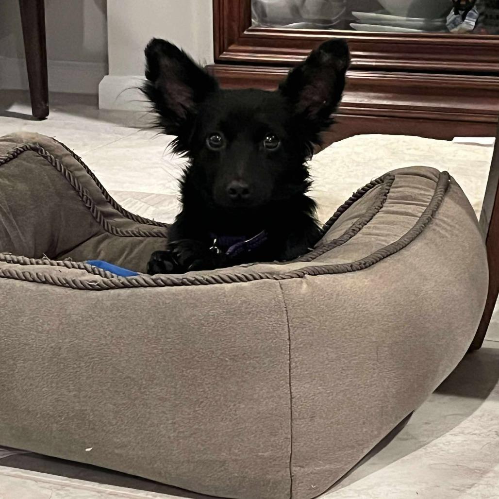 Heath, a Adoptable mixed breed in Houston, TX image 6/6