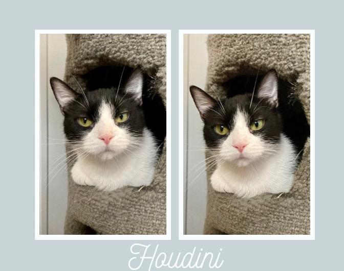 Enlarge Houdini, a Adoptable mixed breed in Pierceton, IN image 1/3