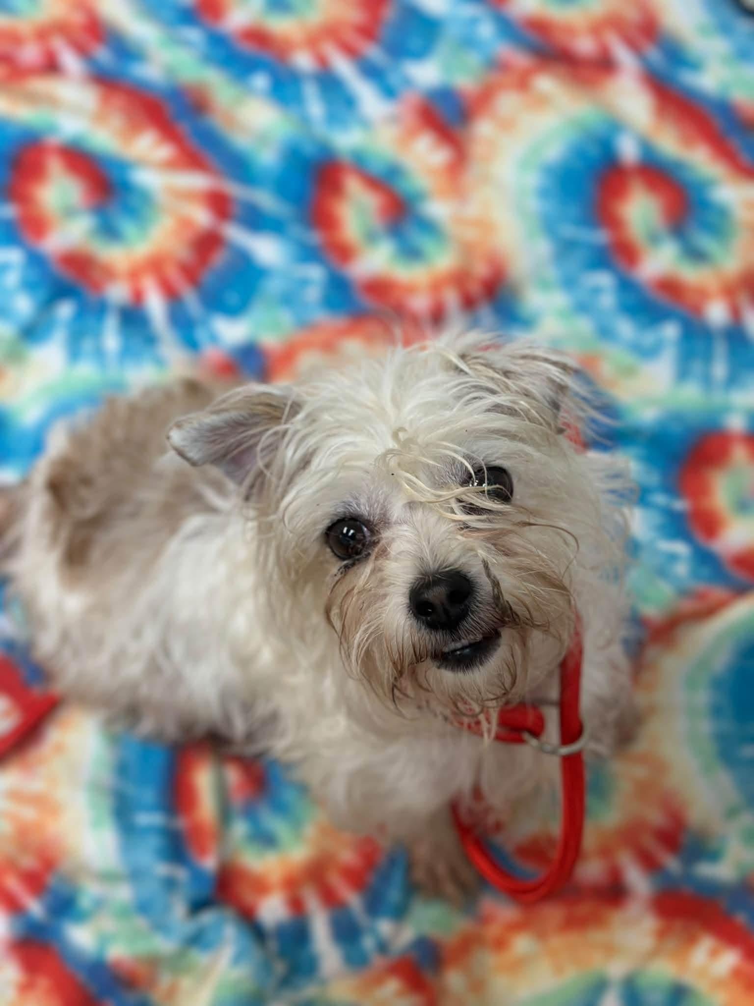 Liza, Adopted, Adult Female Terrier.