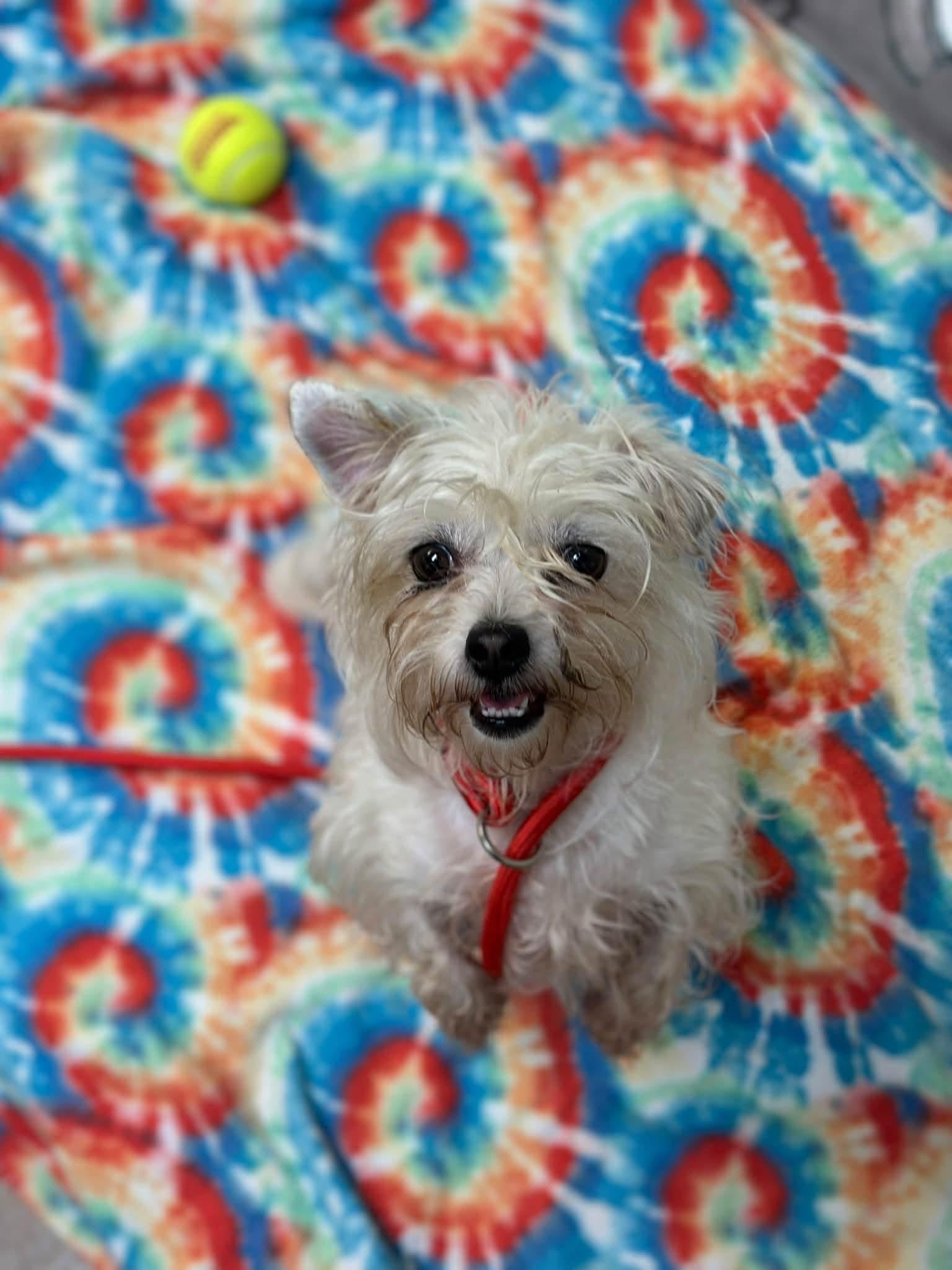 Enlarge Liza, a Adopted mixed breed in Myerstown, PA image 2/3