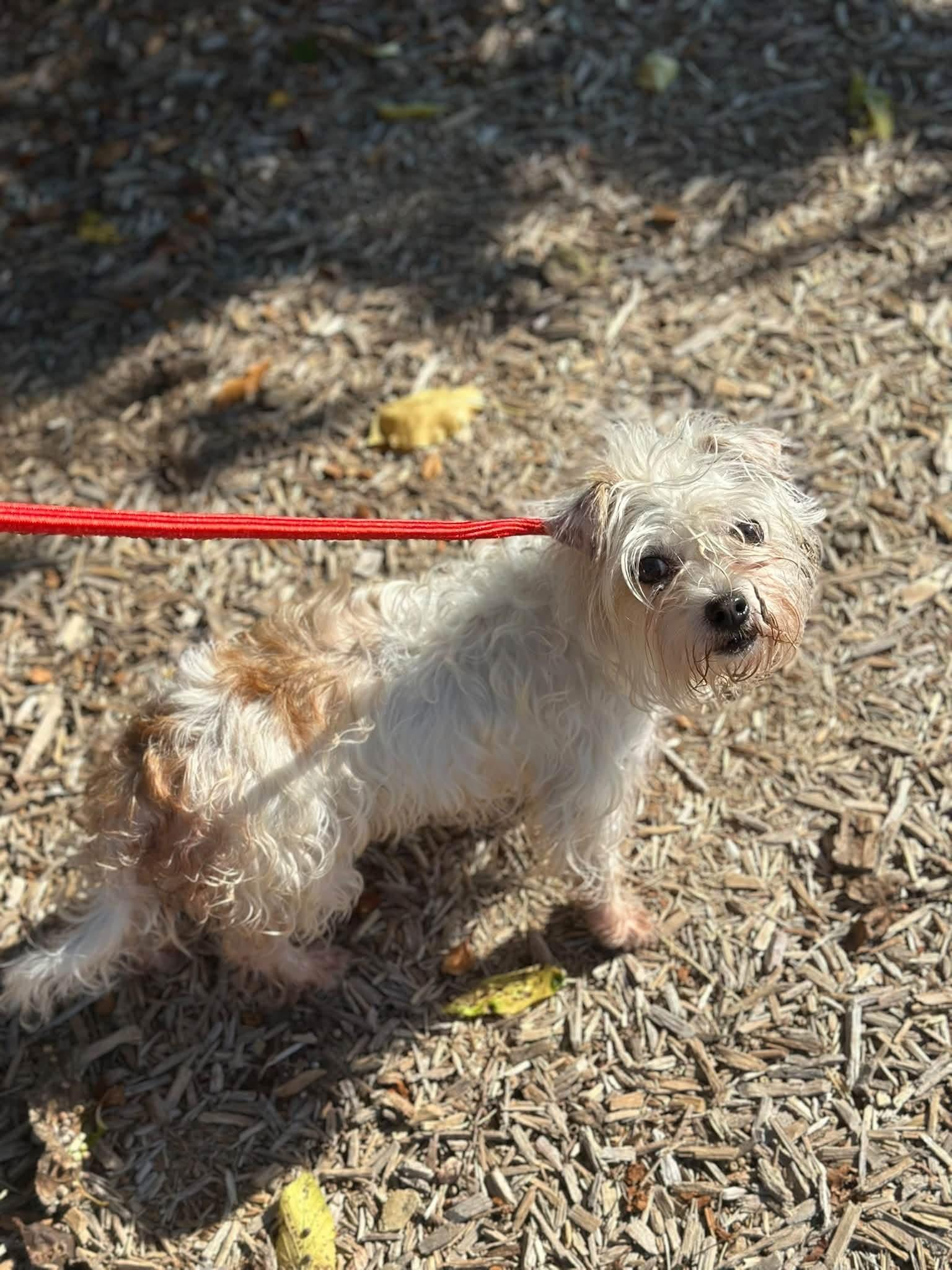 Enlarge Liza, a Adopted mixed breed in Myerstown, PA image 3/3