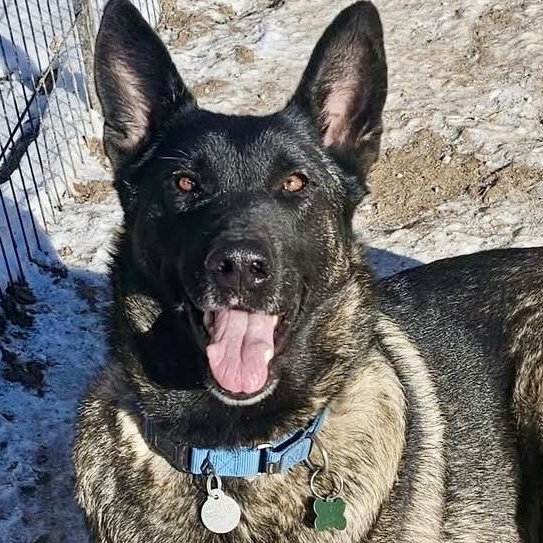 Scotch, Adoptable, Adult Female German Shepherd Dog & Belgian Shepherd / Malinois.