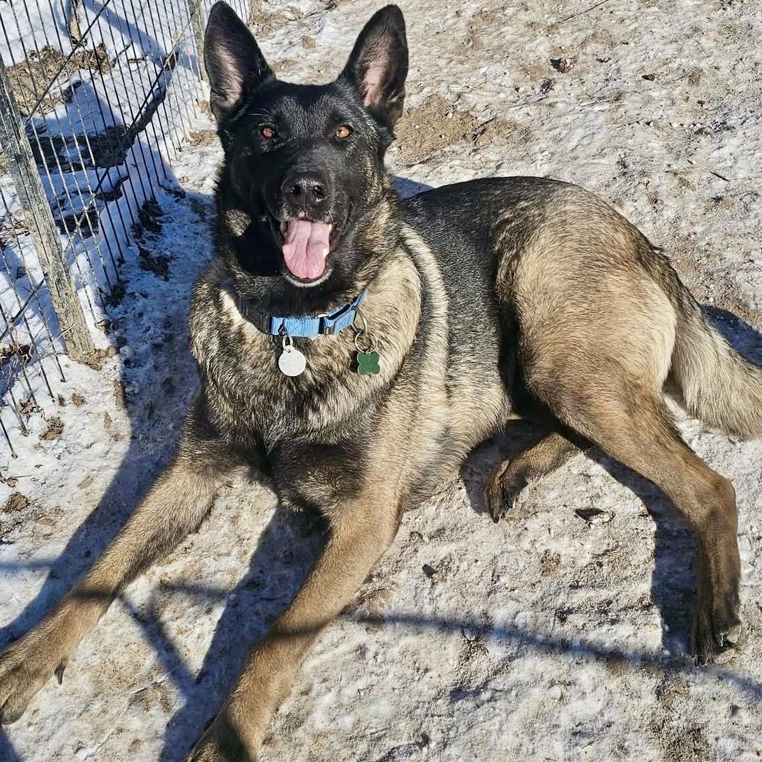 Scotch, an adoptable German Shepherd Dog, Belgian Shepherd / Malinois in Pocatello, ID, 83202 | Photo Image 3