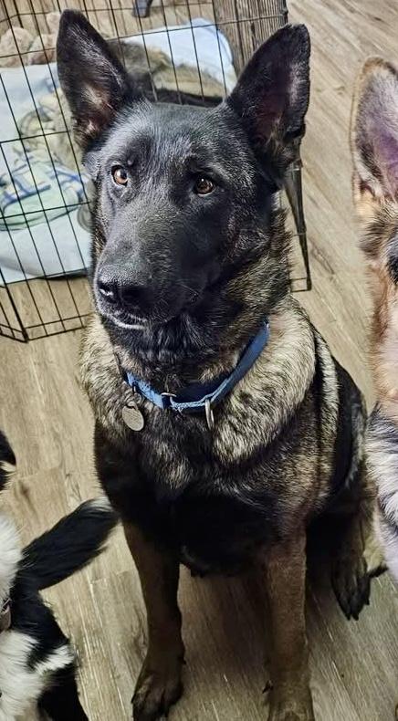 Scotch, a Adoptable mixed breed in Pocatello, ID image 2/4