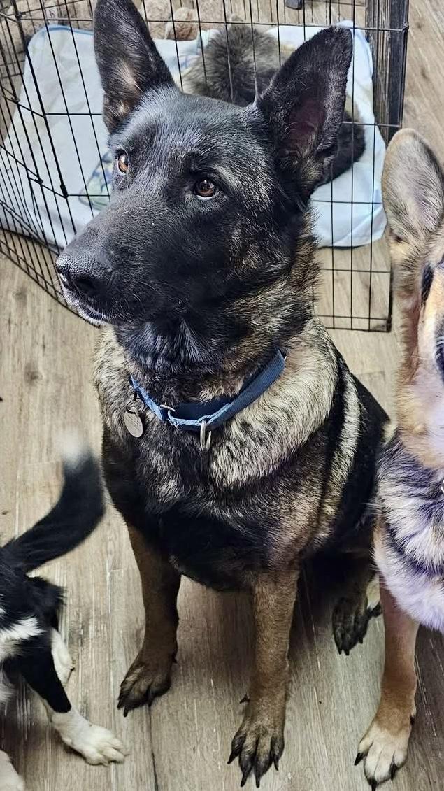 Scotch, an adoptable German Shepherd Dog, Belgian Shepherd / Malinois in Pocatello, ID, 83202 | Photo Image 4
