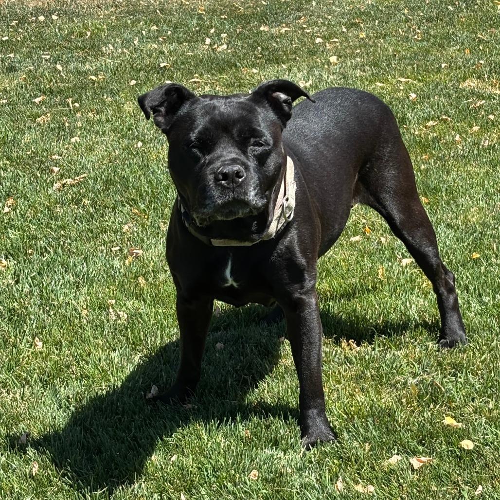 Charlotte, Adoptable, Senior Female Mixed Breed.