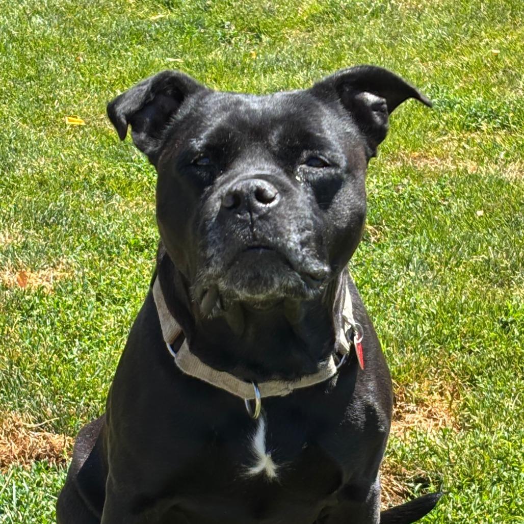 Enlarge Charlotte, a Adoptable Mixed Breed in Medford, OR image 2/2