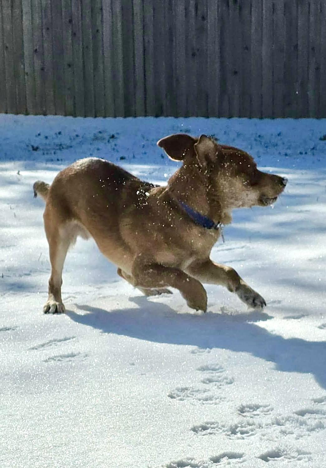Dobby, Adoptable, Adult Male Retriever.