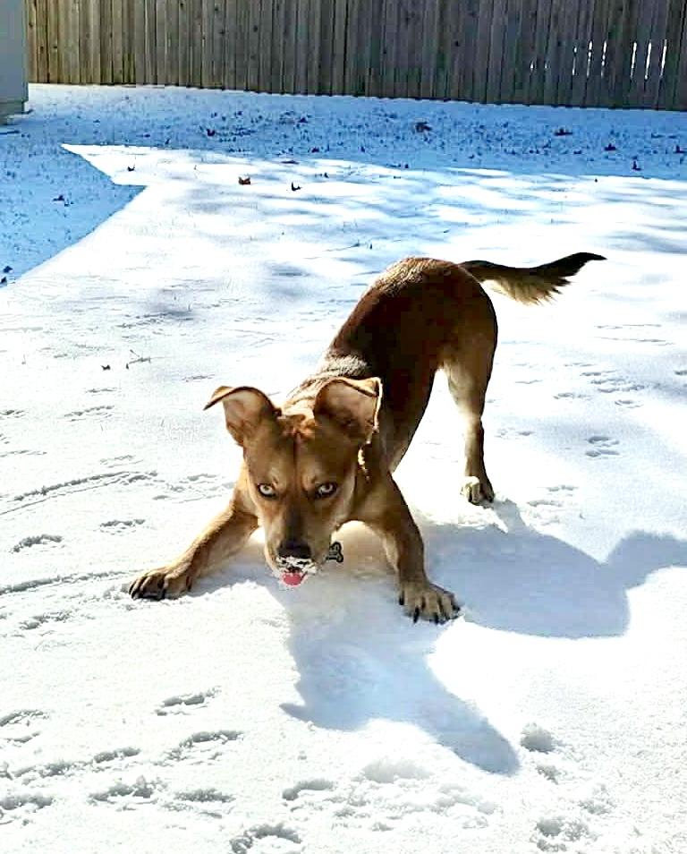 Enlarge Dobby, a Adoptable mixed breed in Houston, TX image 2/6