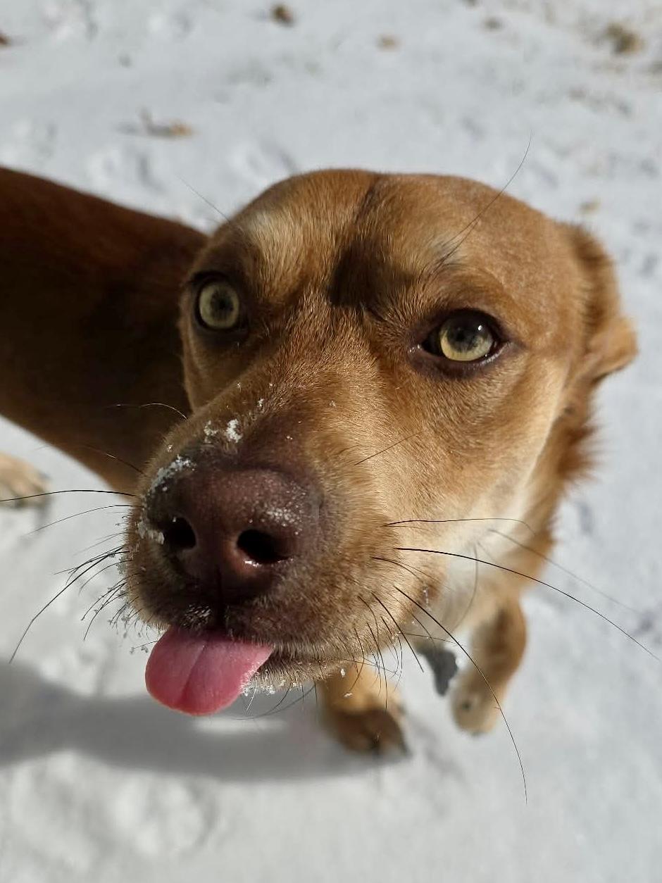 Enlarge Dobby, a Adoptable mixed breed in Houston, TX image 5/6